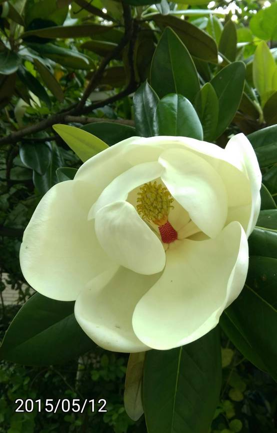 木蓮花、洋玉蘭 的花 Magnolia grandiflora, Southern magnolia or bull bay
